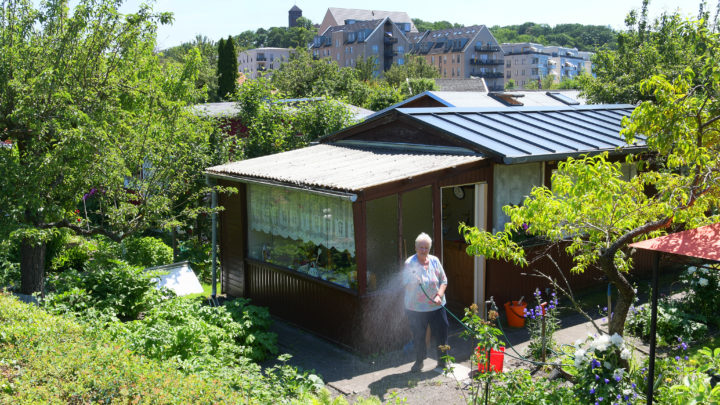 Ein paar Quadratmeter Welt: Streifzug durch die Gartensparte am Hinzenberg